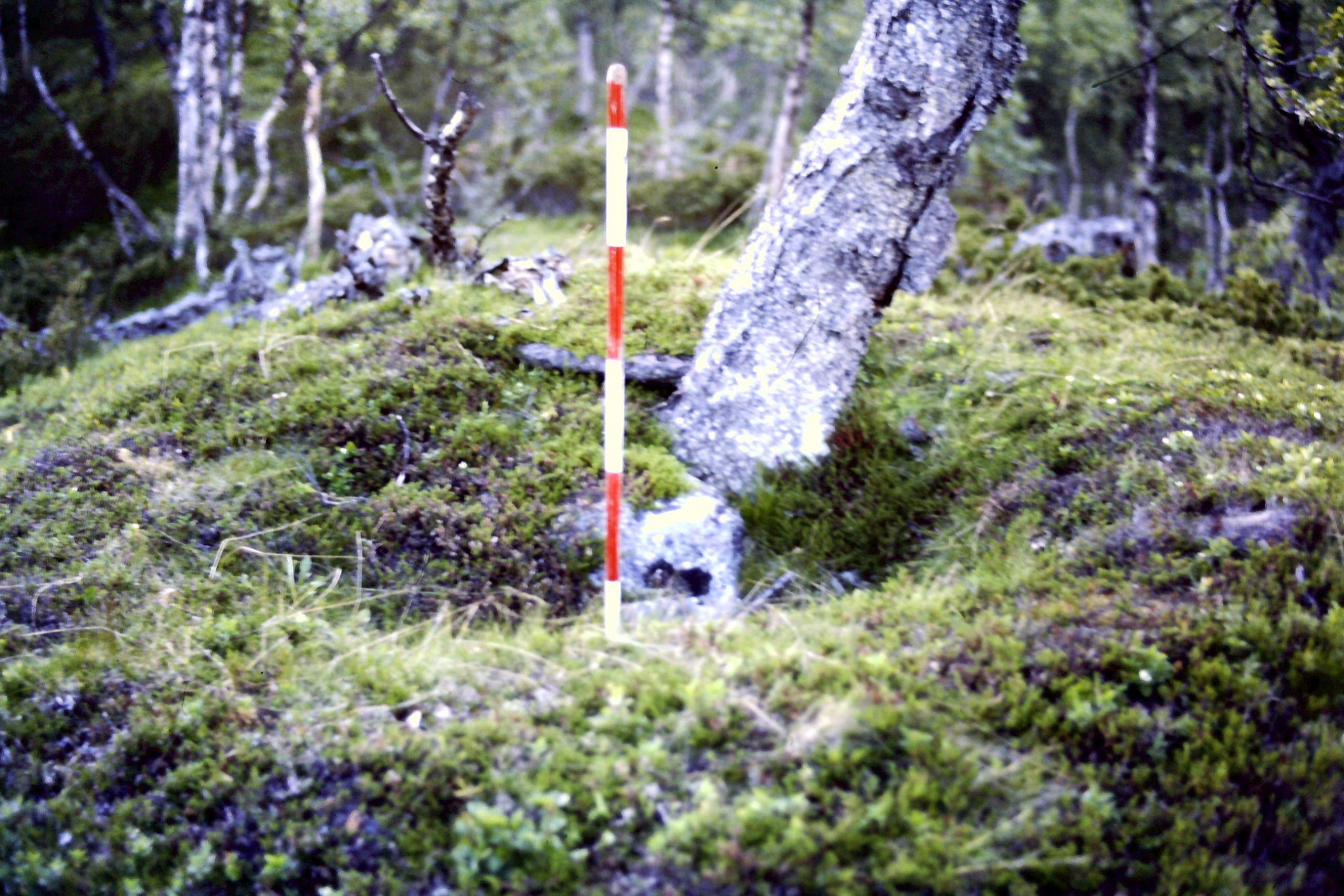 Fångstgrop som jag och Ingemar Söder hittade i Siksjönäs Vilhelmina©Foto:Sven-Åke Risfjell 