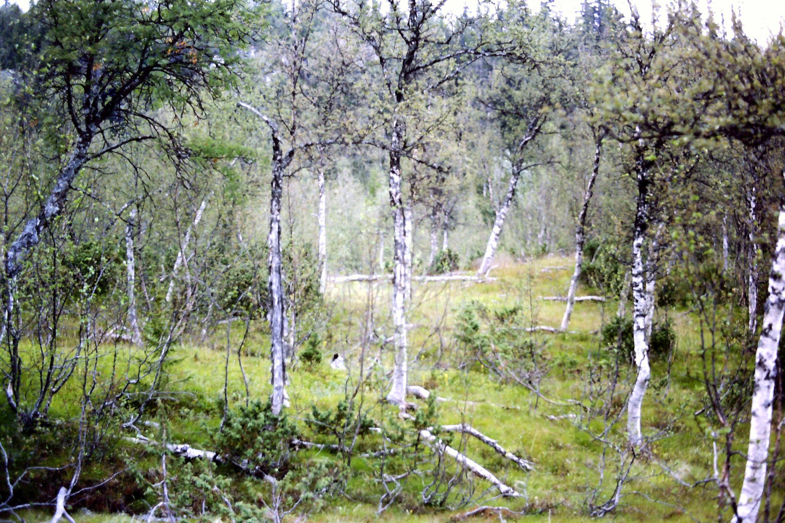 Spanauvallen, väl trampad av renar bielite Vilhelmina ©Foto:Sven-Åke Risfjell